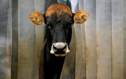 O vaca gratis daca te muti la tara si tot degeaba