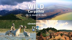 Episodul 2 al seriei Wild Carpathia la TVR