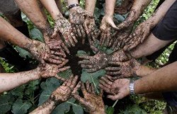 Voluntar in fermele traditionale si ecologice