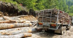 Firmele de exploatare forestiera refuza sa se prezinte la control