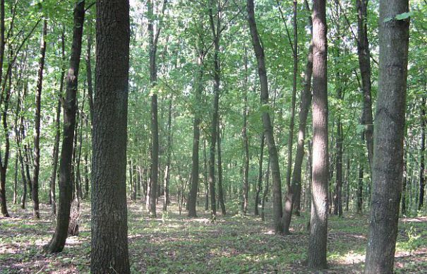 5main_16-465x390 Cum au fost retrocedate ilegal 10.000 de hectare de p?dure. Se încearc? recuperarea altor 400.000 date abuziv
