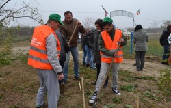 100 de puieti de salcam plantati in cadrul proiectului ”O viata mai verde”