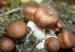 Ciuperca lui Dumnezeu (Agaricus blazei muril)