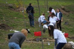 Aproape 4.000 de arbori si arbusti vor fi plantati in campania "Capitala Creste Verde"