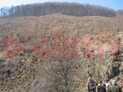 Padurile Gorjului, impadurite cu 50.000 de puieti