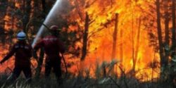 Incendiu in Huneadoara, intr-o padure de mesteacan si pin din Masivul Sureanu