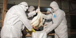 Olanda: 8.000 de pasari vor fi sacrificate pentru a preveni raspandirea epidemiei de gripa aviara