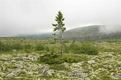 Old Tjikko, cel mai vechi copac din lume