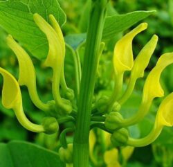 Planta anticancer din Romania pe care foarte putini o recunosc in natura