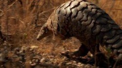 Printul William colaboreaza cu creatorii jocului Angry Birds pentru salvarea pangolinilor