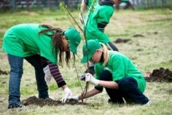 Primaria pune la dispozitia asociatiilor de proprietari puieti si face lectie de horticultura