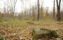 Romsilva a recuperat in instanta 10.000 de hectare de padure