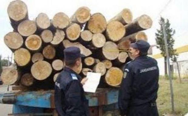 Actiuni ale politistilor pentru protejarea „aurului verde” in Dolj