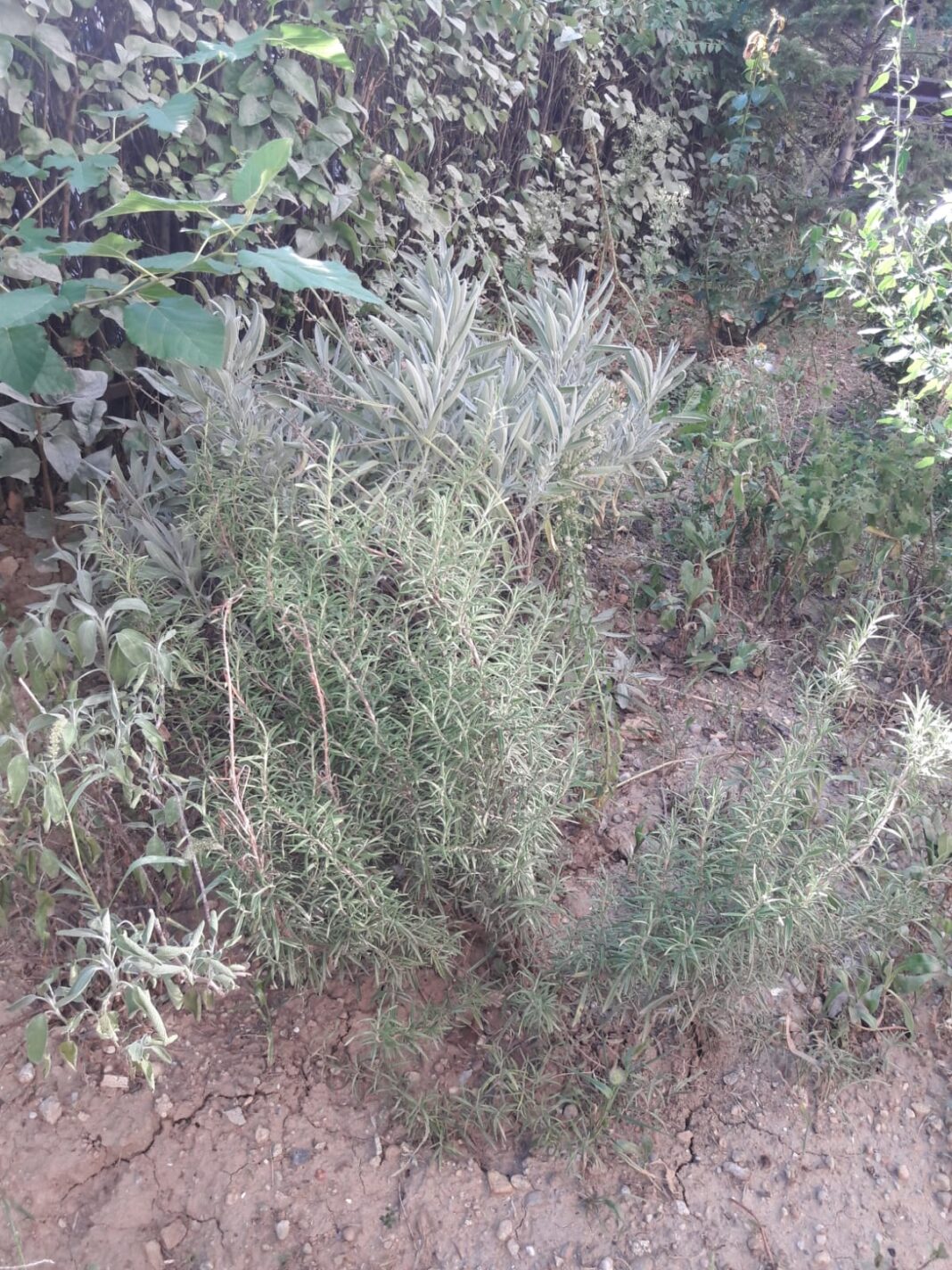 plante fertilizate compost